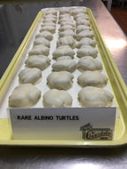 Pecan Turtles - White Chocolate